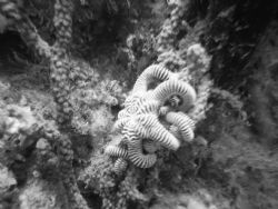 Starfish in Morehead City, N.C. by Kelly N. Saunders 